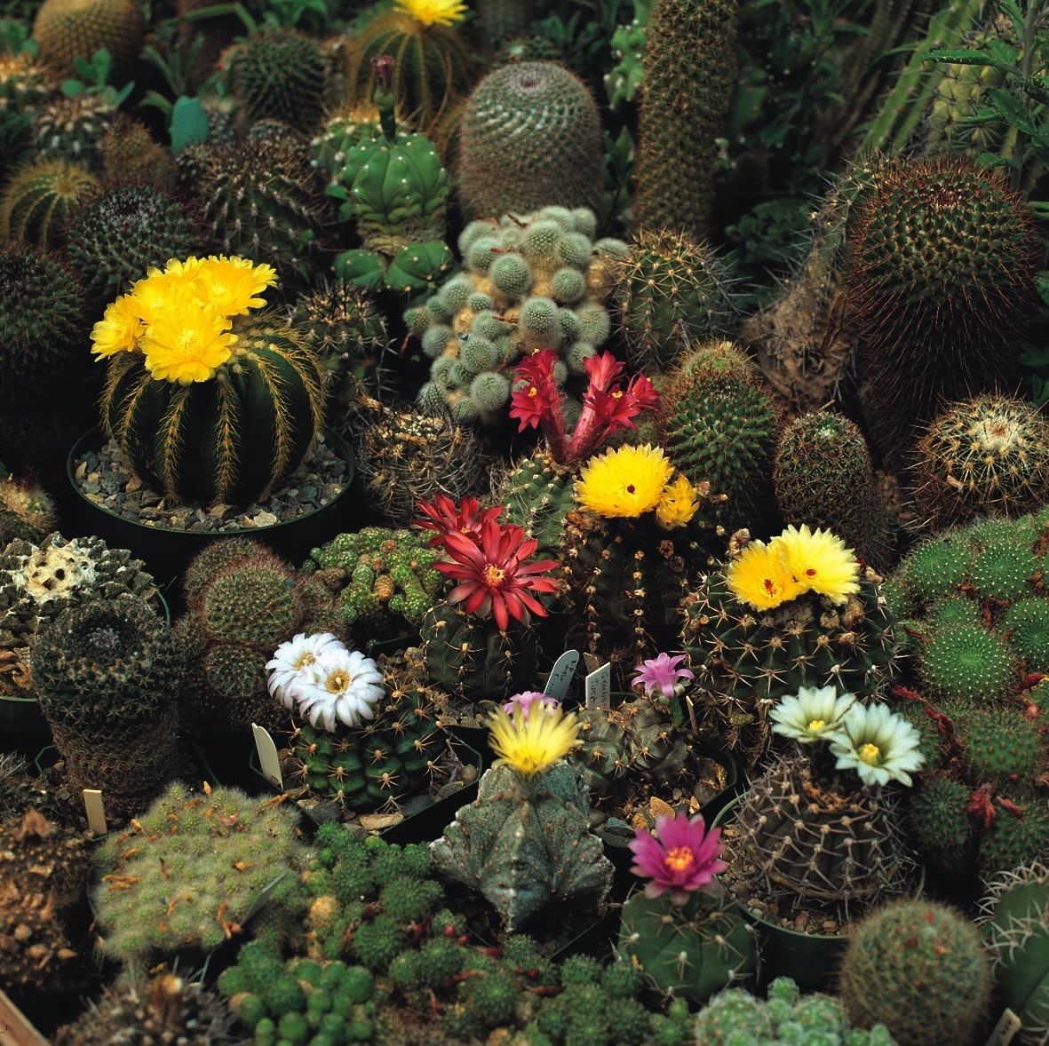 กระบองเพชรพันธุ์ใหญ่คละชนิด - Great Cactus Crown Mixed 20 เมล็ด