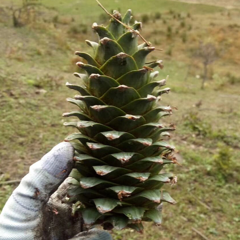 ลูกสนแห้งผลใหญ่ (นำเข้า) - Dried Giant Pine Cone 1 ลูก (ขนาดความสูง 12-16 ซม.)