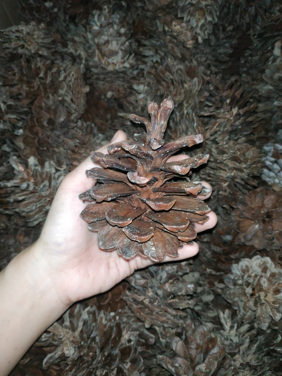 ลูกสนแห้ง - Dried Pine Cone (ขนาดความสูง 4-5 นิ้ว)