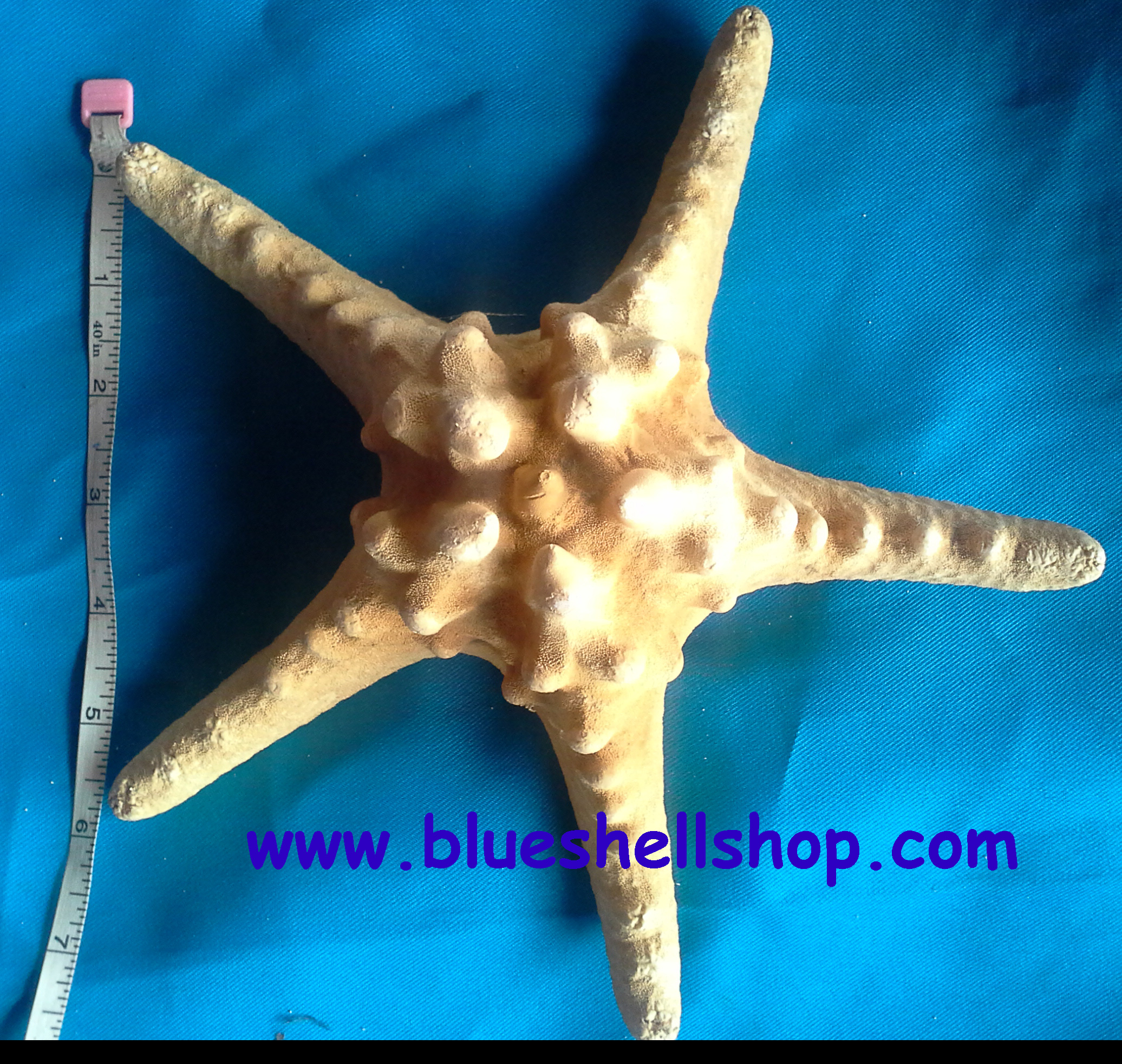 ปลาดาวหนาม