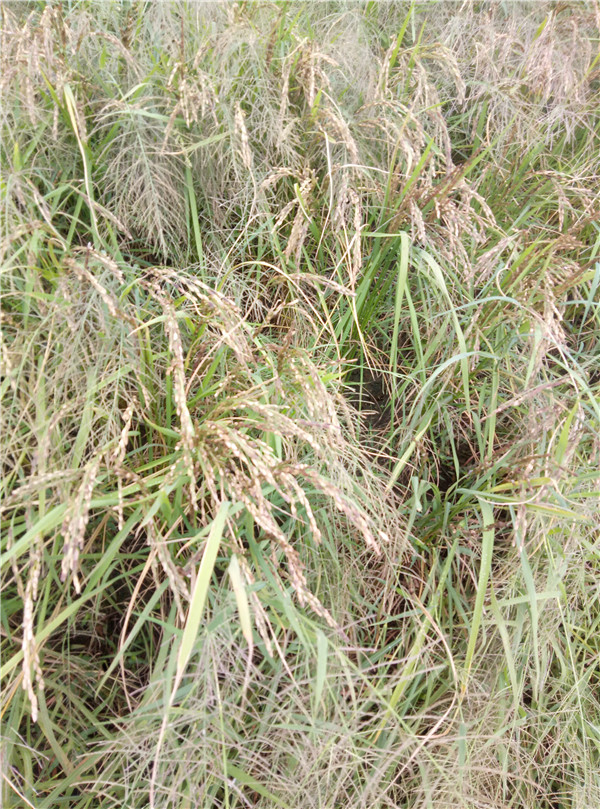 ข้าวญี่ปุ่นไข่มุกดำ (เมล็ดสีดำ หายาก) - Black Pearl Japanese Rice