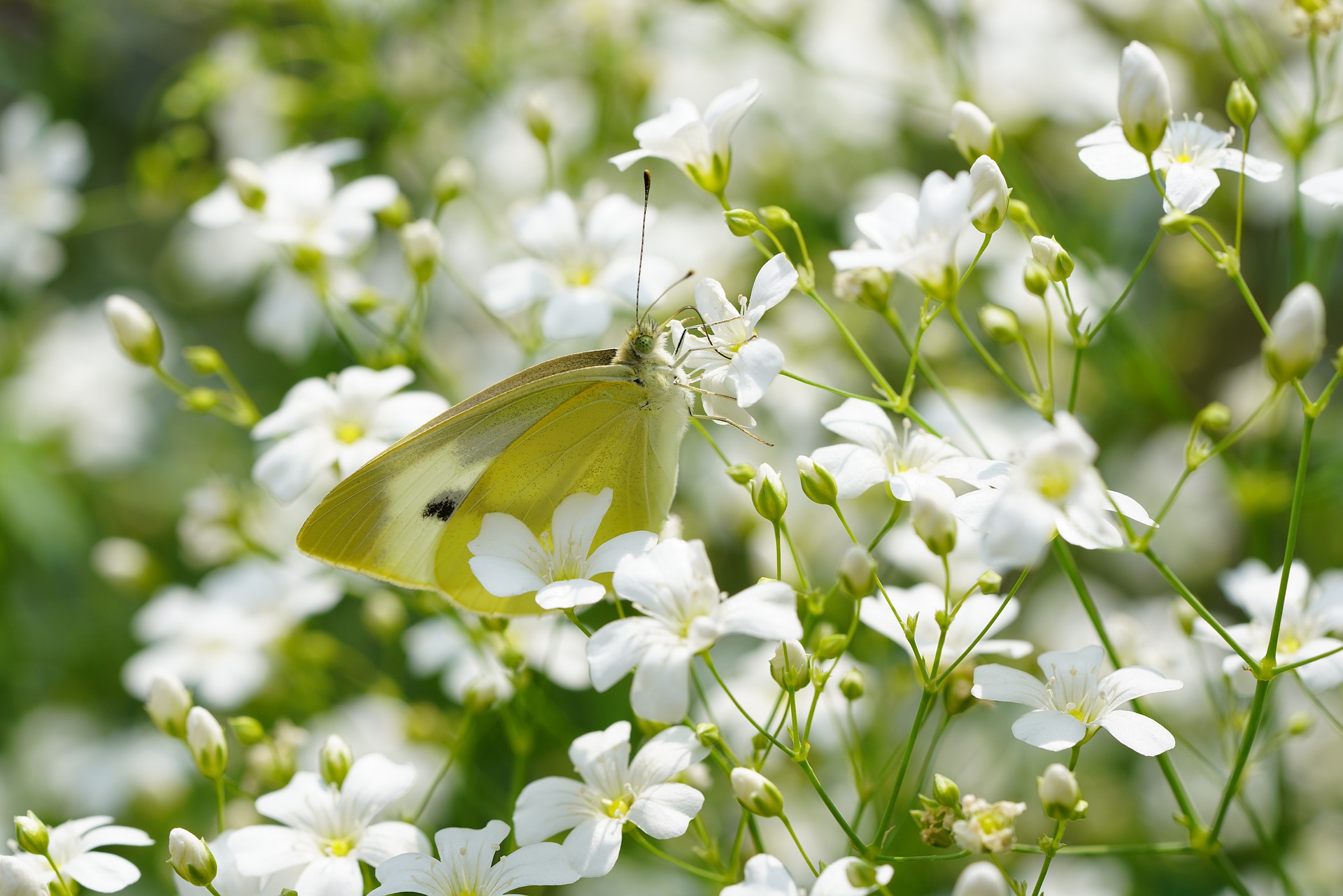 ยิปโซฟิล่าสีขาว - White Gypsophila (Gypsophila elegans)