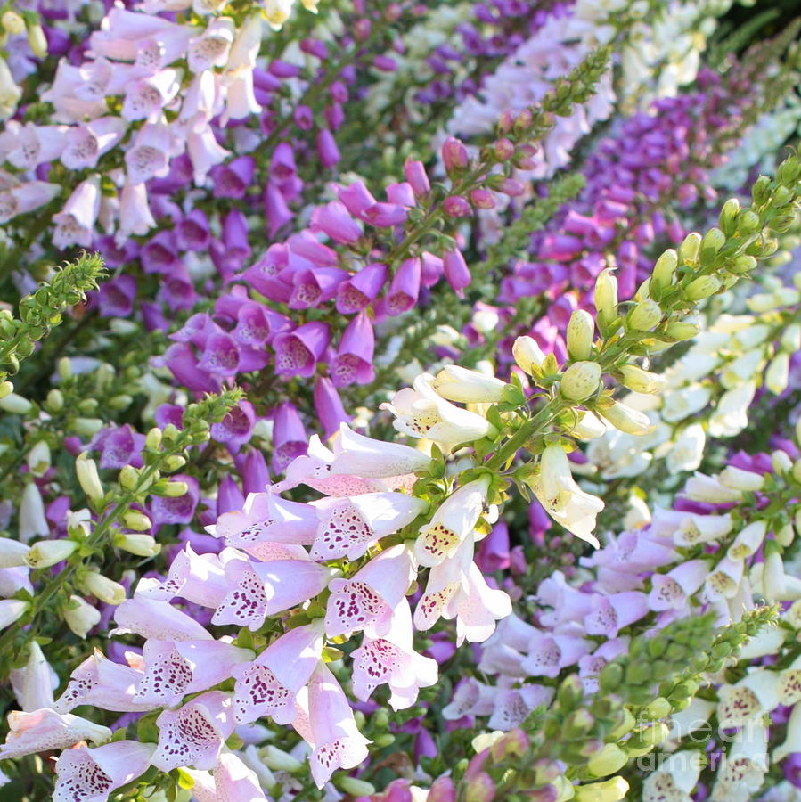 ถุงมือจิ้งจอกคละสี - Mixed Foxglove
