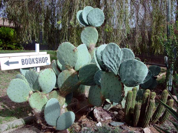 พริคลี่แพร์โรบัสต้า - Opuntia Robusta