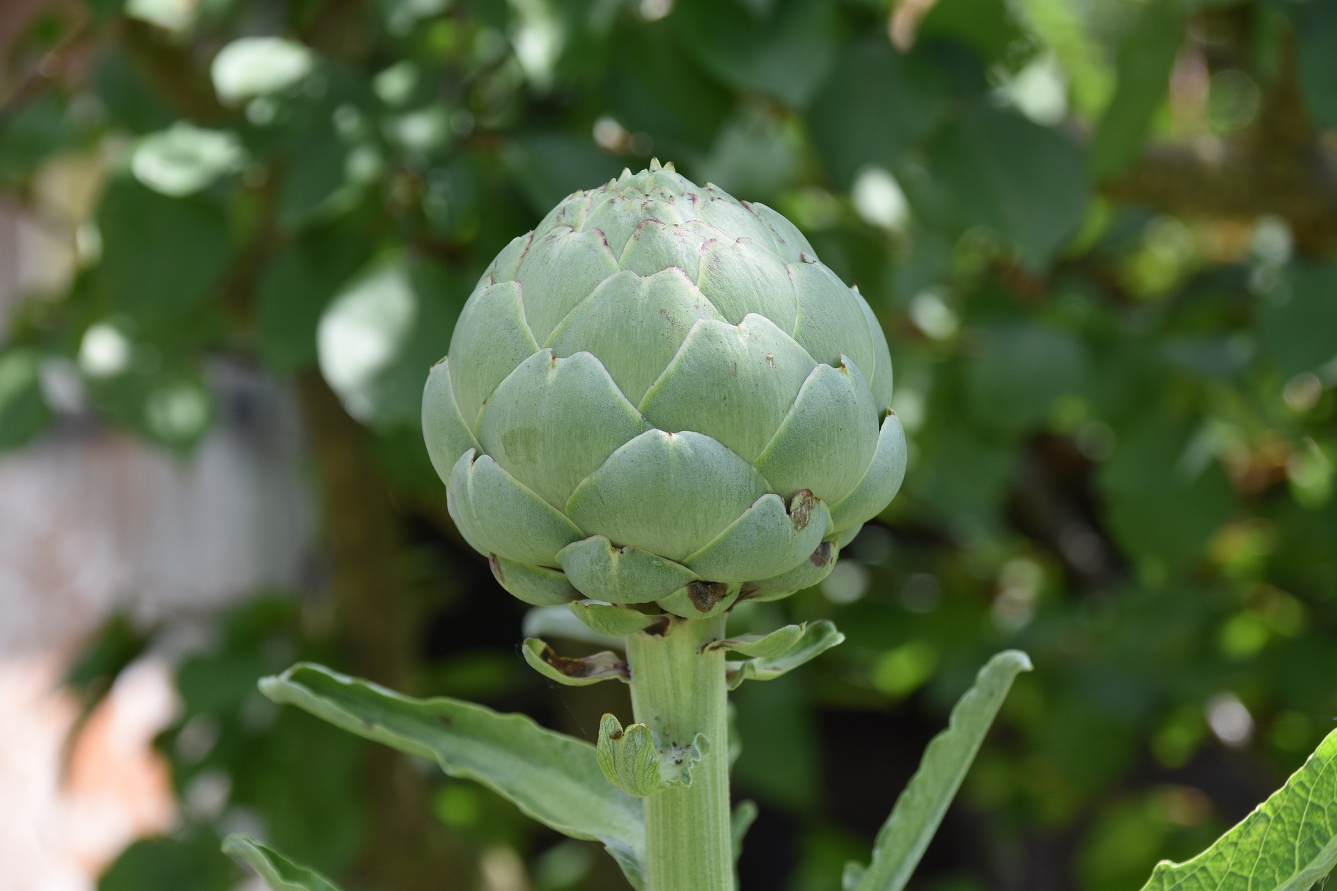 อาร์ติโชค - Green Globe Artichoke
