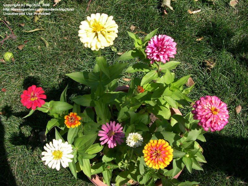 บานชื่นเวิลลิจิกคละสี - Mixed Whirligig Zinnia