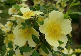 กุหลาบเลื้อยสีเหลือง - Yellow Climbing rose