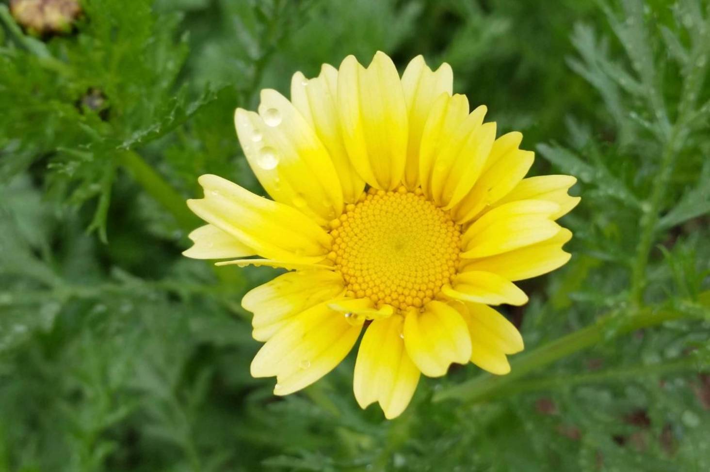 เดซี่สีเหลือง - Yellow Daisy (Chrysanthemum Multicaule)