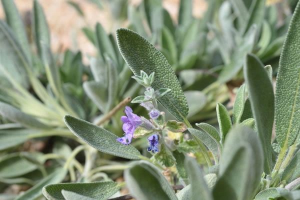เสจสเปน - Spanish Sage
