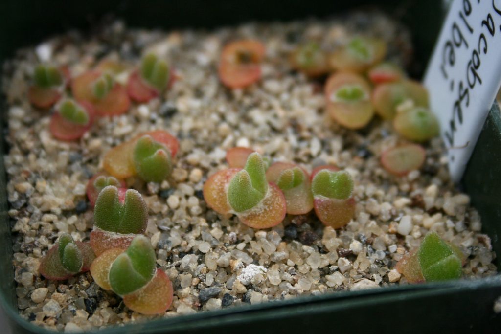 ต้นหูกระต่าย - Monilaria moniliformis