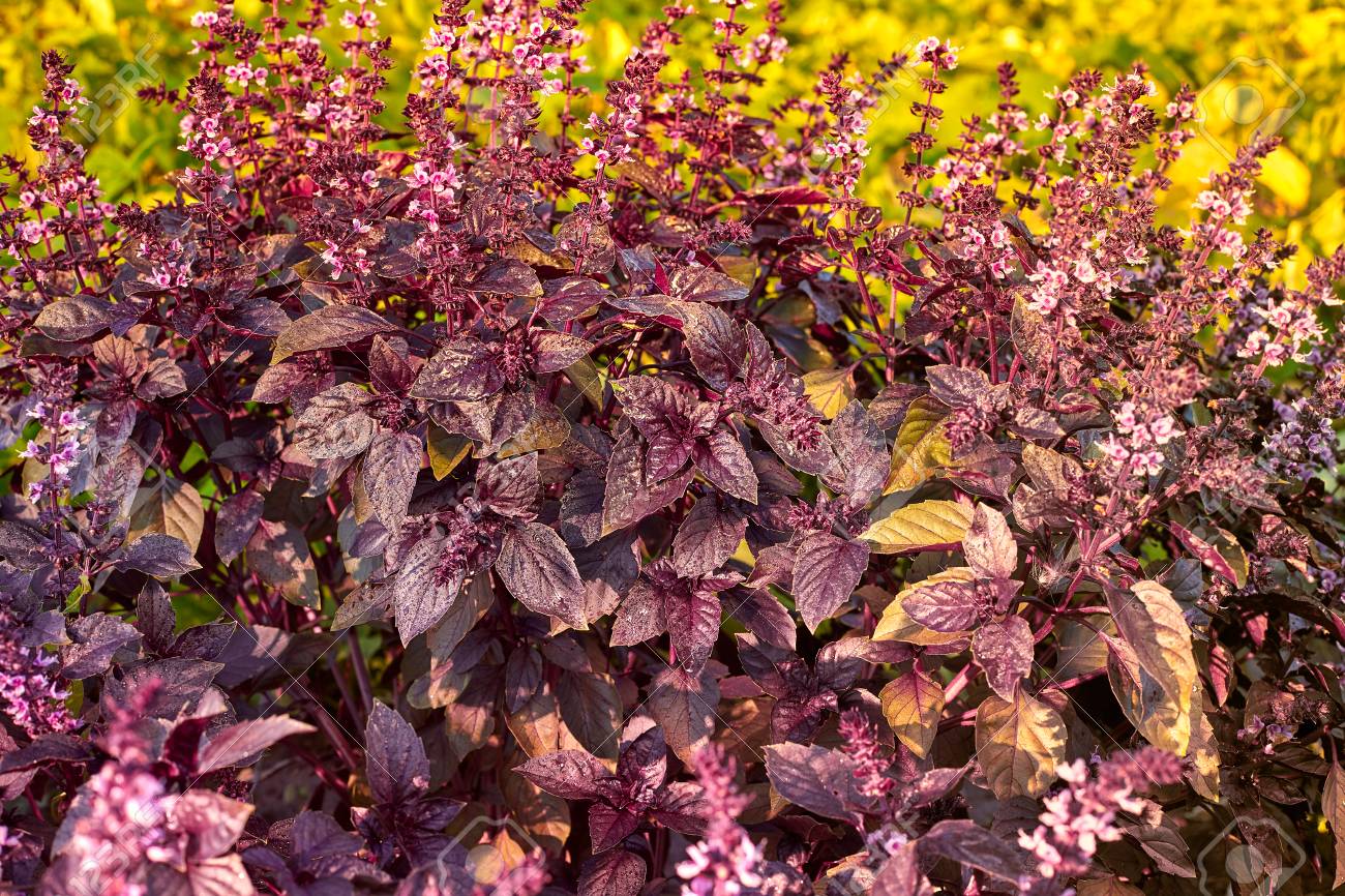 โหระพาเรดรูบิน - Red Rubin Basil