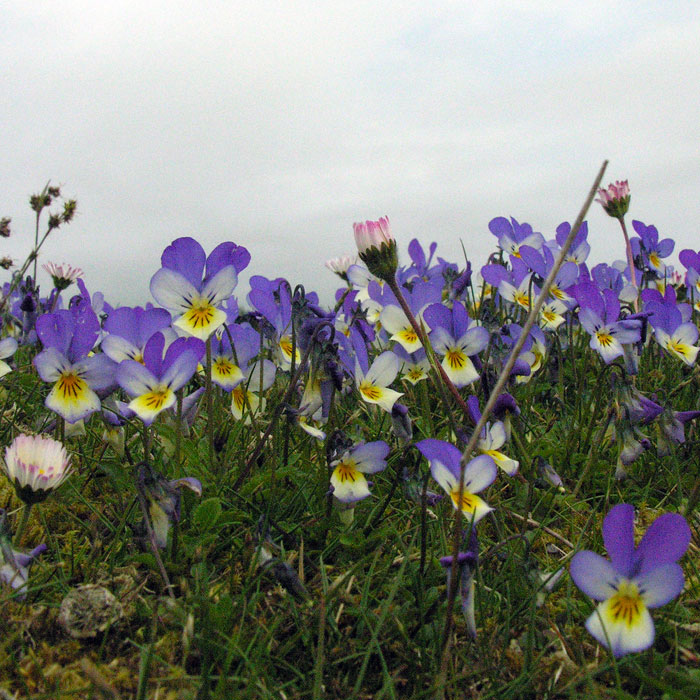 ไวโอล่าสามสี - Viola Cornuta (ดอกทานได้)