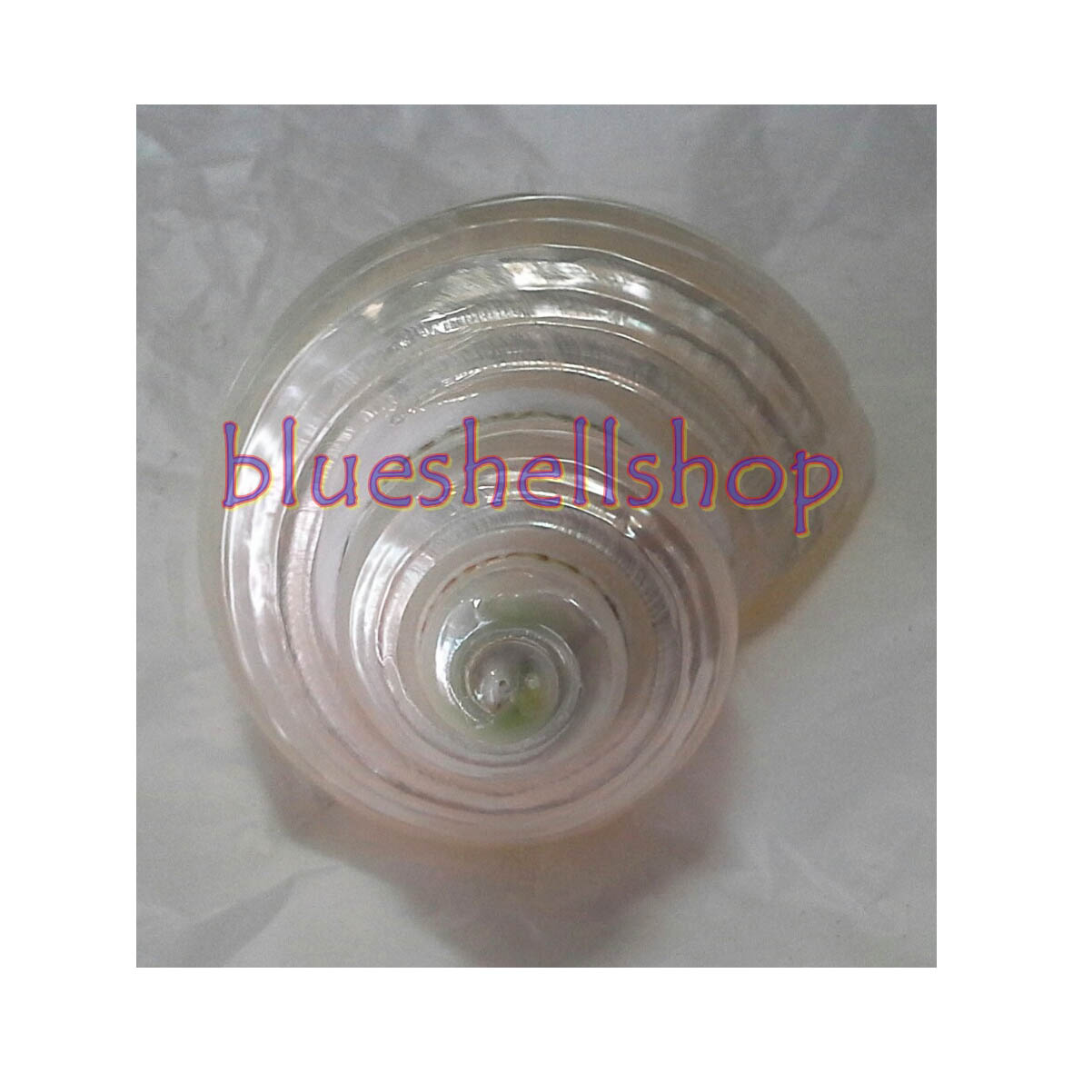 หอยตาวัวขัดขาว