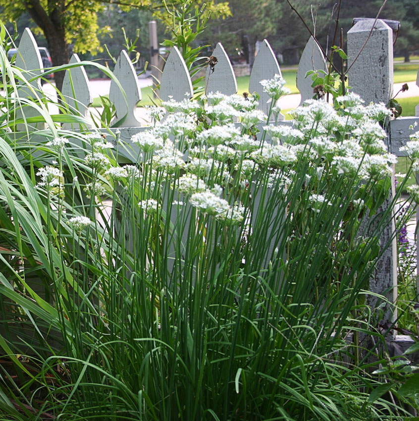 ต้นกุยช่ายฝรั่ง - Garlic Chives