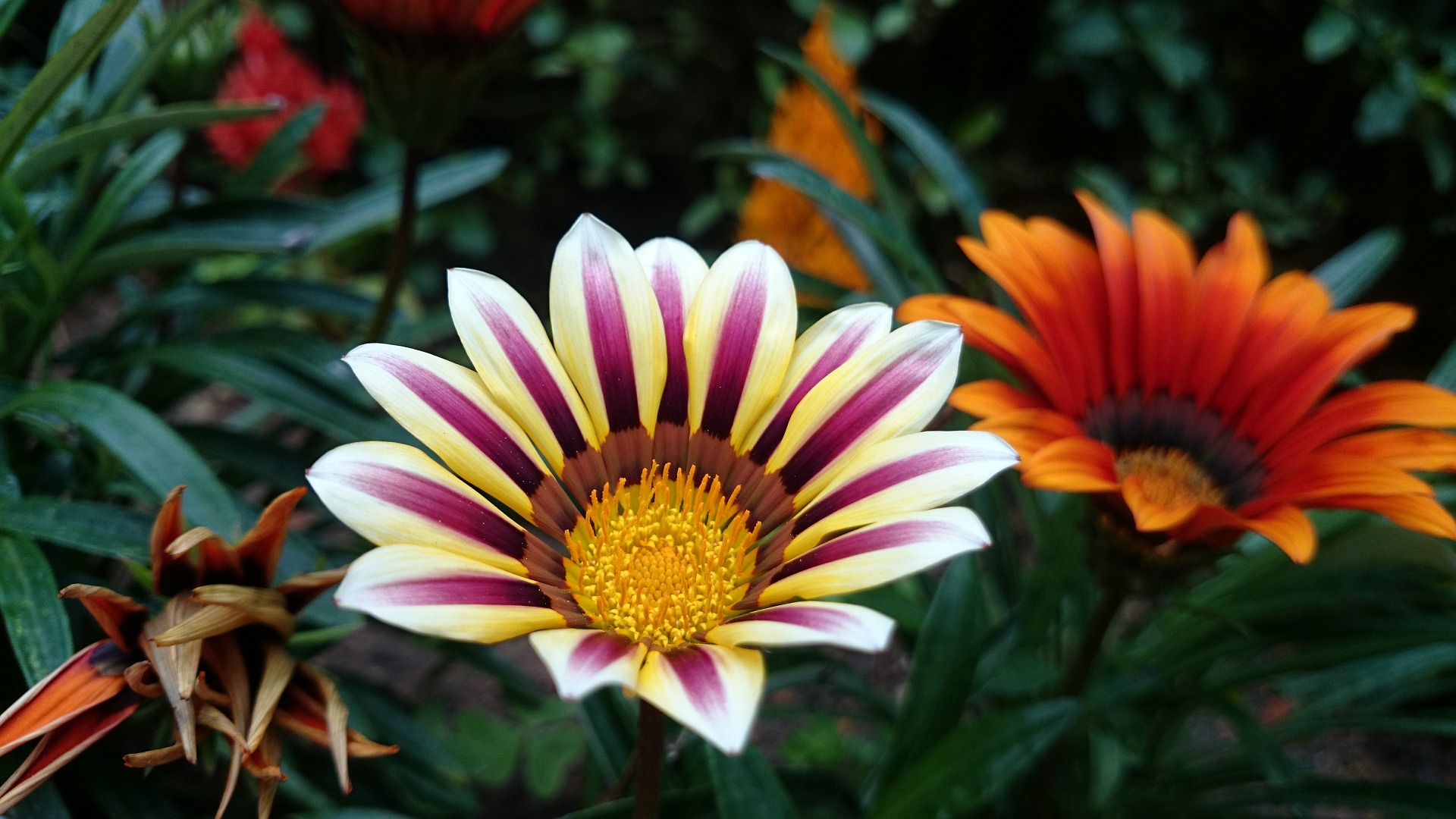 กาซาเนียคละสี (พระจันทร์ทรงกลด) - Mixed Gazania