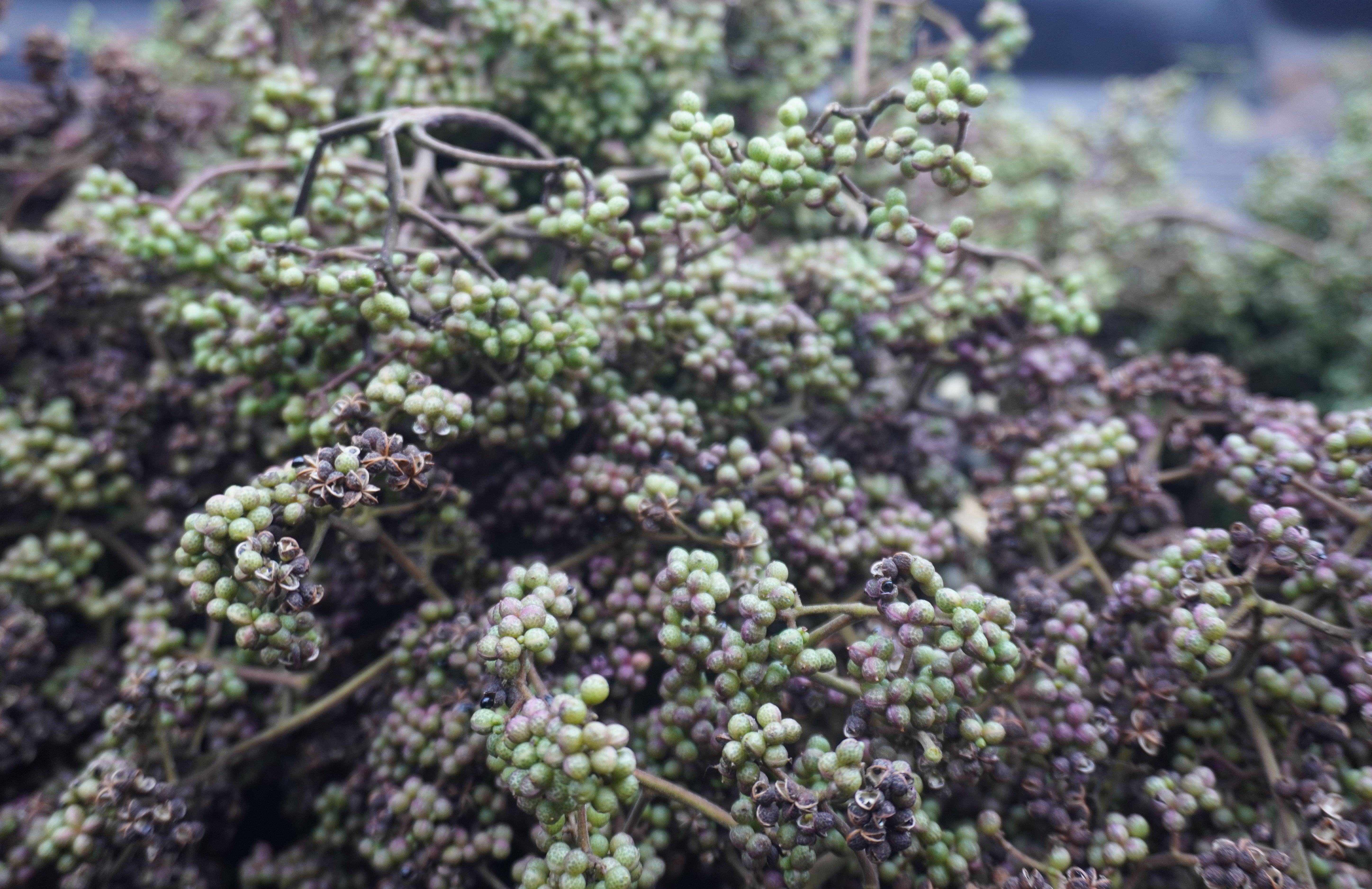 มะแขว่นติดก้าน 100g 🌿 จากยอดดอยเชียงใหม่ เครื่องเทศลาบ แกงฮังเล น้ำพริกอ่อง ไส้อั่ว อาหารล้านนาแท้ ชาวเหนือ ลูกระมาศ หมากมาศตากแห้ง | Zanthoxylum Limonella 100g Chiang Mai Mountain Spice For Larb Hang Le Nam Prik Ong Sai Ua Northern Thai Food