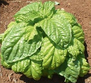 โหระพาใบผักกาด (ใบยักษ์) - Lettuce Leaf Basil