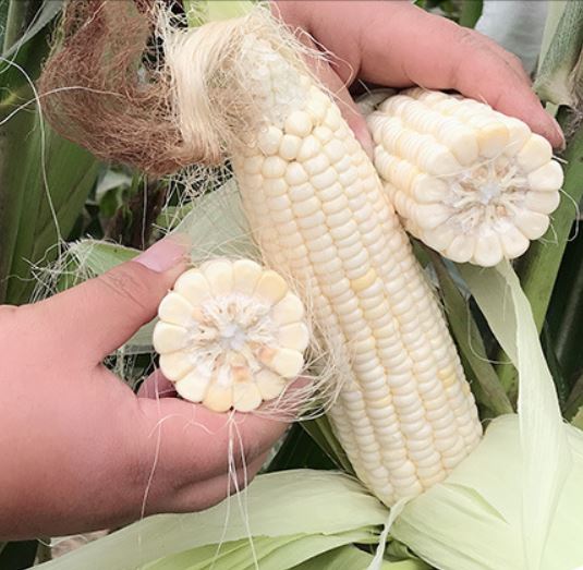 ข้าวโพดสีขาวหอม F1 - White Fragrant Corn F1