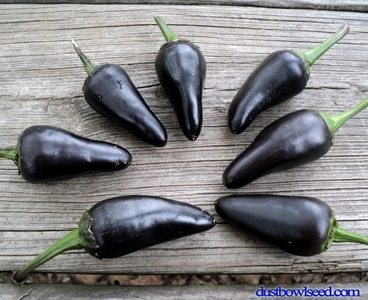พริกจาลาปิโนสีม่วง - Purple Jalapeno Pepper