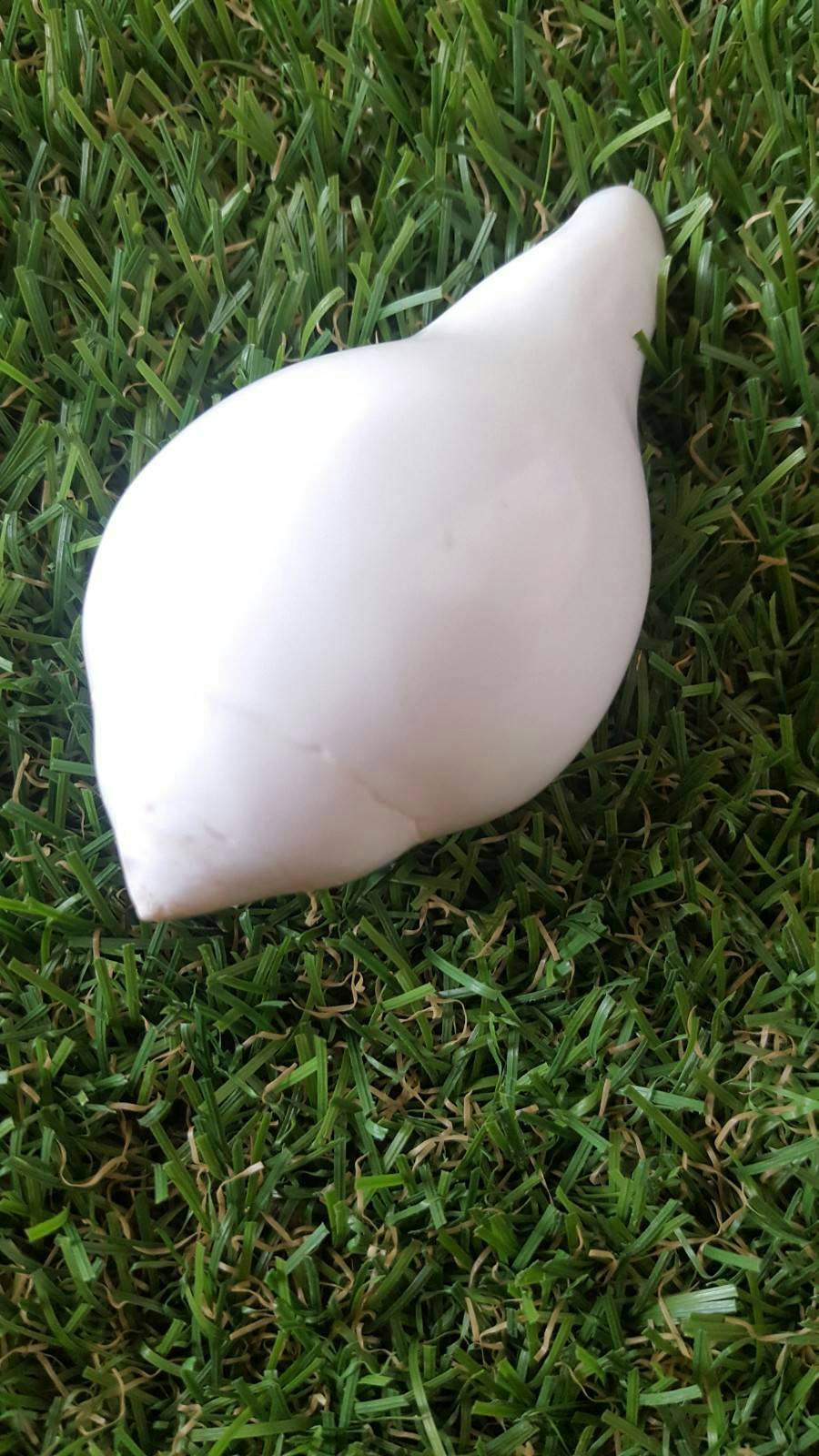 เปลือกหอยสะสมหอยสังข์อินเดียไซต์เล็ก