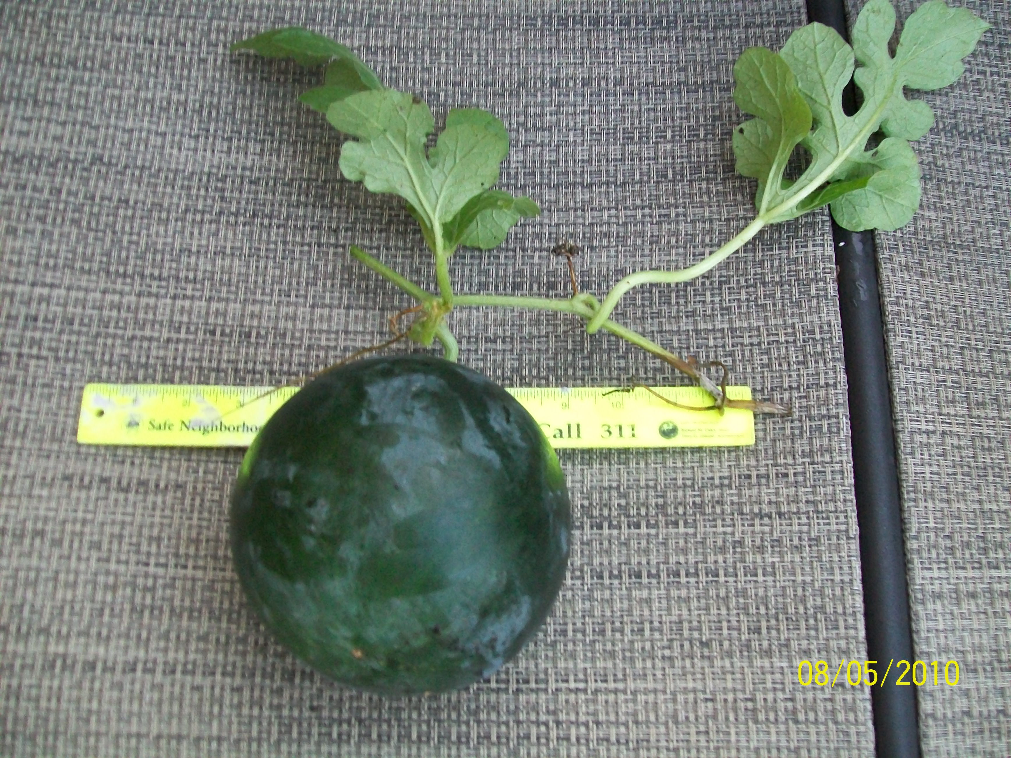 แตงโมเบบี้ชูการ์ - Baby Sugar Watermelon