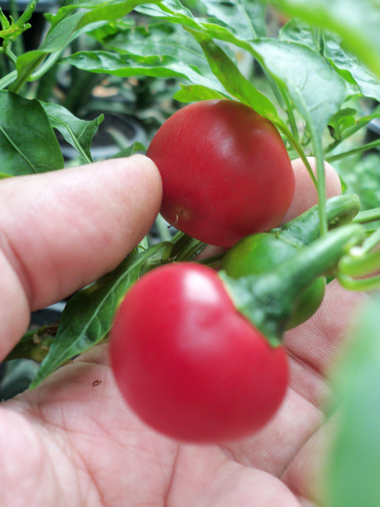 พริกซาตานคิส - Satan Kiss Pepper