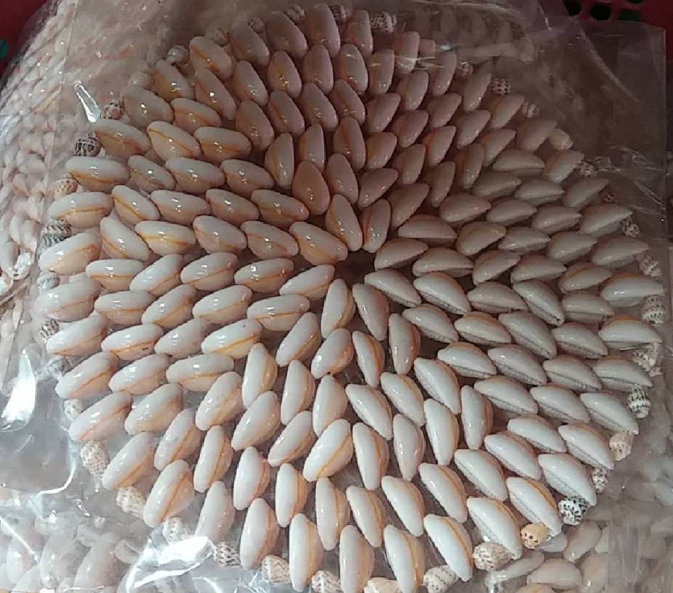 จานรองหม้ออันใหญ่ทำจากเปลือกหอย