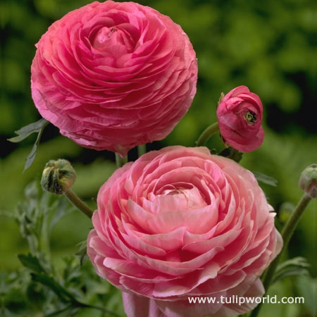 รานันคูลัส - Ranunculus