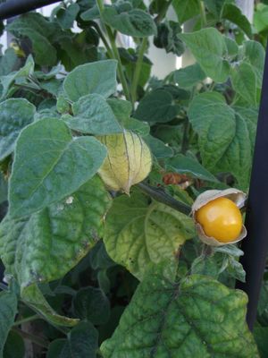 เคพกูสเบอรี่ - Cape Gooseberry