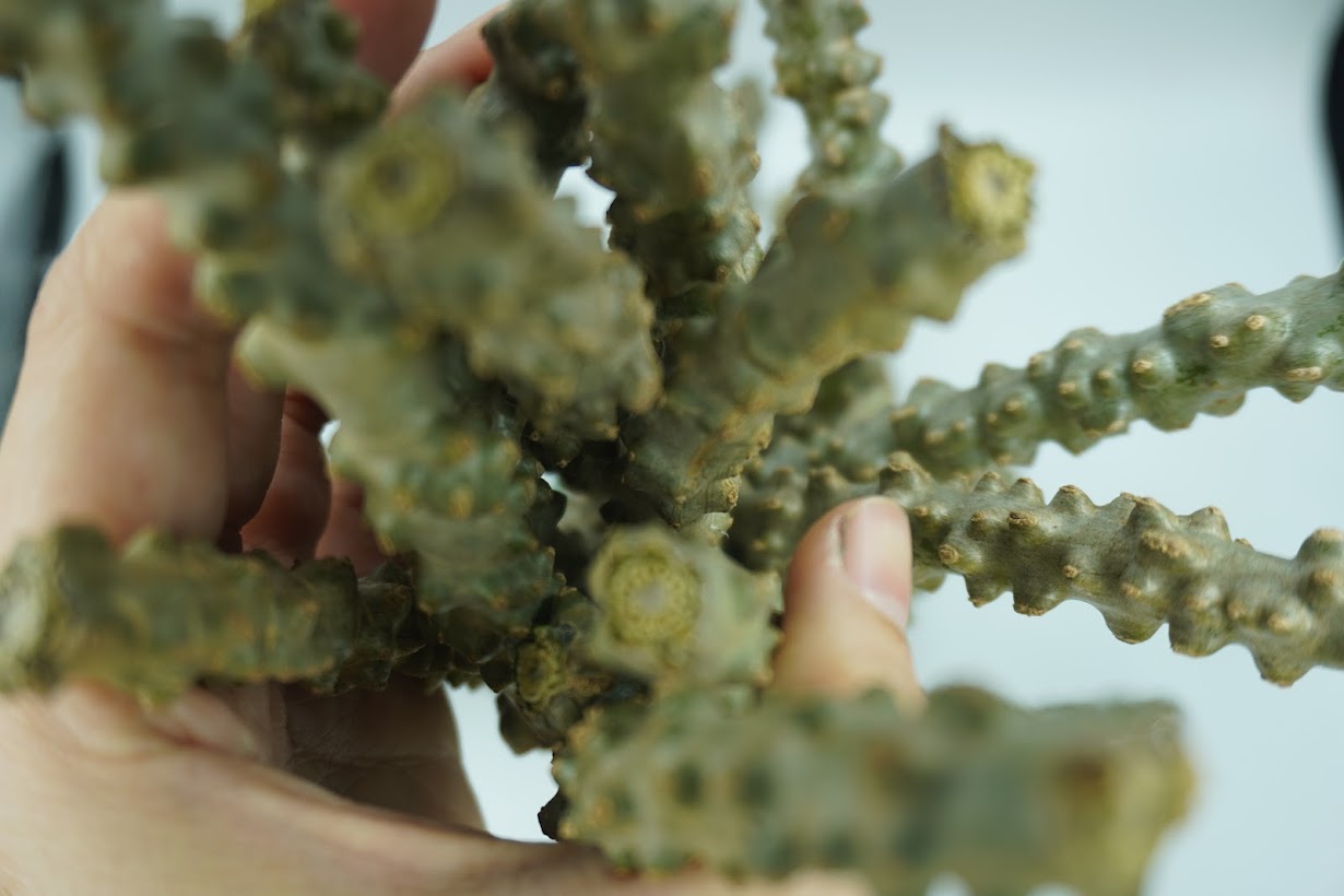 🌿 บอระเพ็ดสด Fresh Tinospora 1 กิโลกรัม ราคาถูก เถาบอระเพ็ดแท้ Tinospora cordifolia สมุนไพรไทย Thai Herb ต้านอนุมูลอิสระ Antioxidant ขายส่ง-ปลีก Wholesale 🌿 บอระเพ็ดสด Fresh Tinospora cordifolia (Thunb.) Miers. เถาบอระเพ็ดแท้