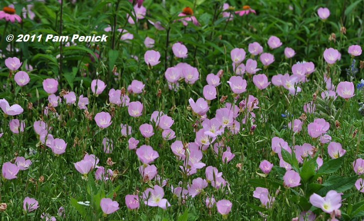 อีฟนิ่งพริมโรสสีชมพู - Pink Evening Primrose