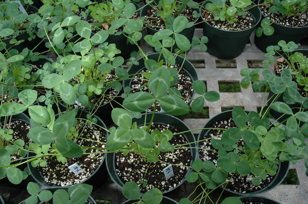 โคลเวอร์อาปาเช่ - Apache Arrowleaf Clover