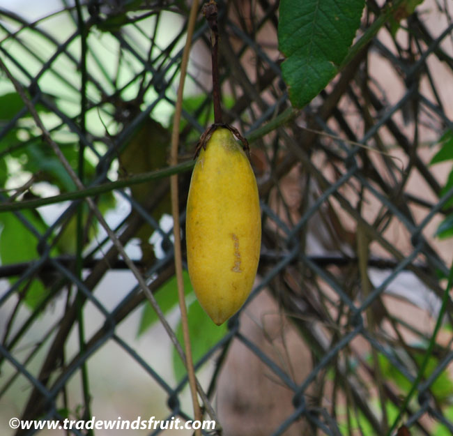 เสาวรสกล้วย - Banana Passionfruit