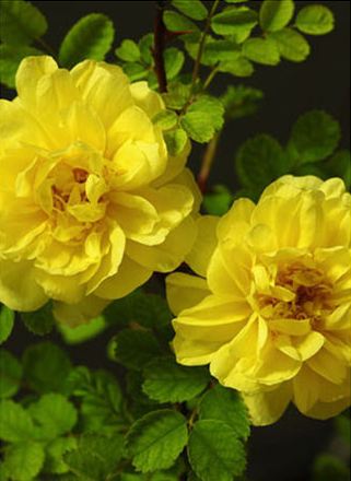 กุหลาบเลื้อยสีเหลือง - Yellow Climbing rose