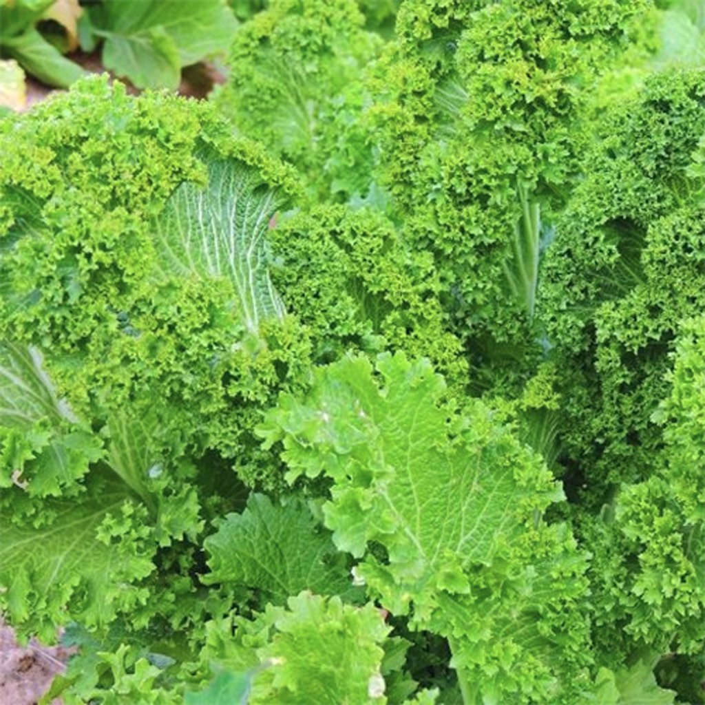 มัสตาร์ดเขียวใบหยิก - Southern Giant Curled Mustard