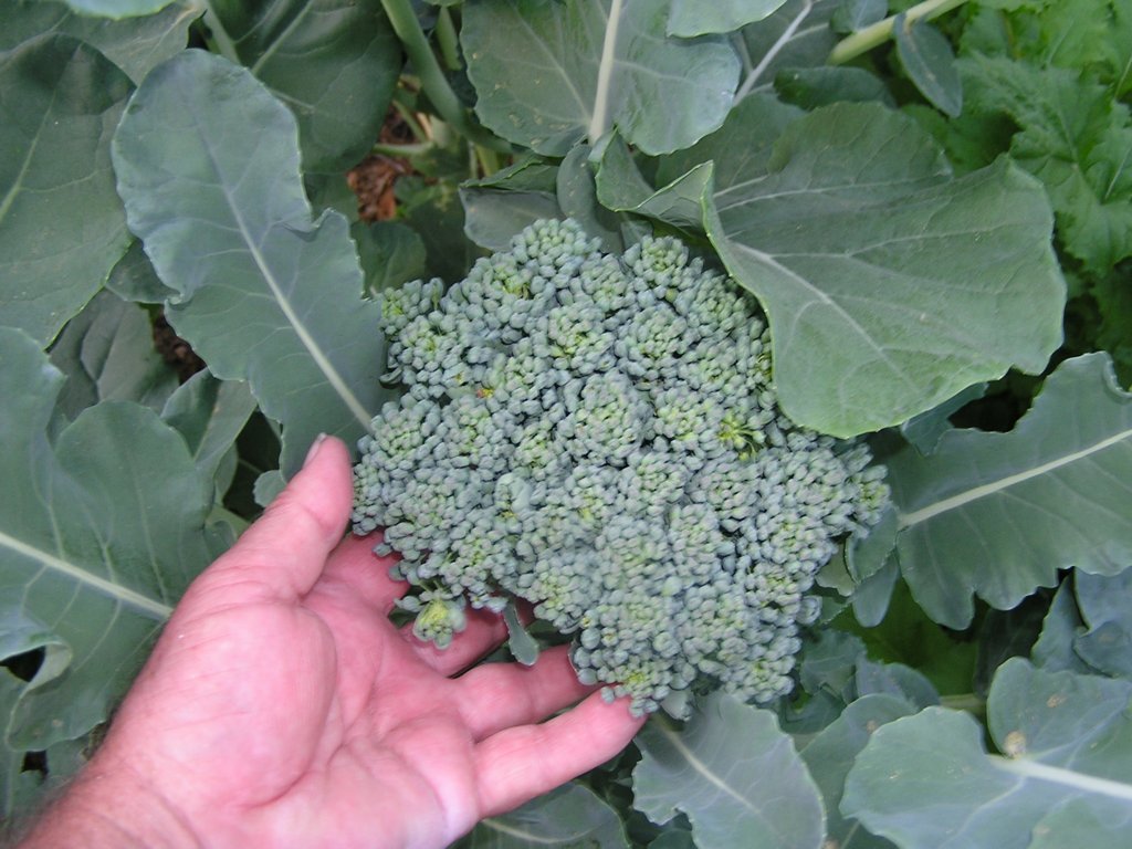 บรอกโคลี่วอลแทม 29 - Waltham 29 Broccoli