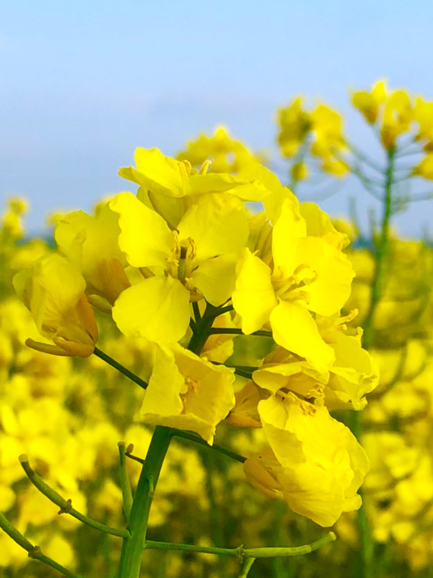 คาโนลา - Canola (Rapeseed)