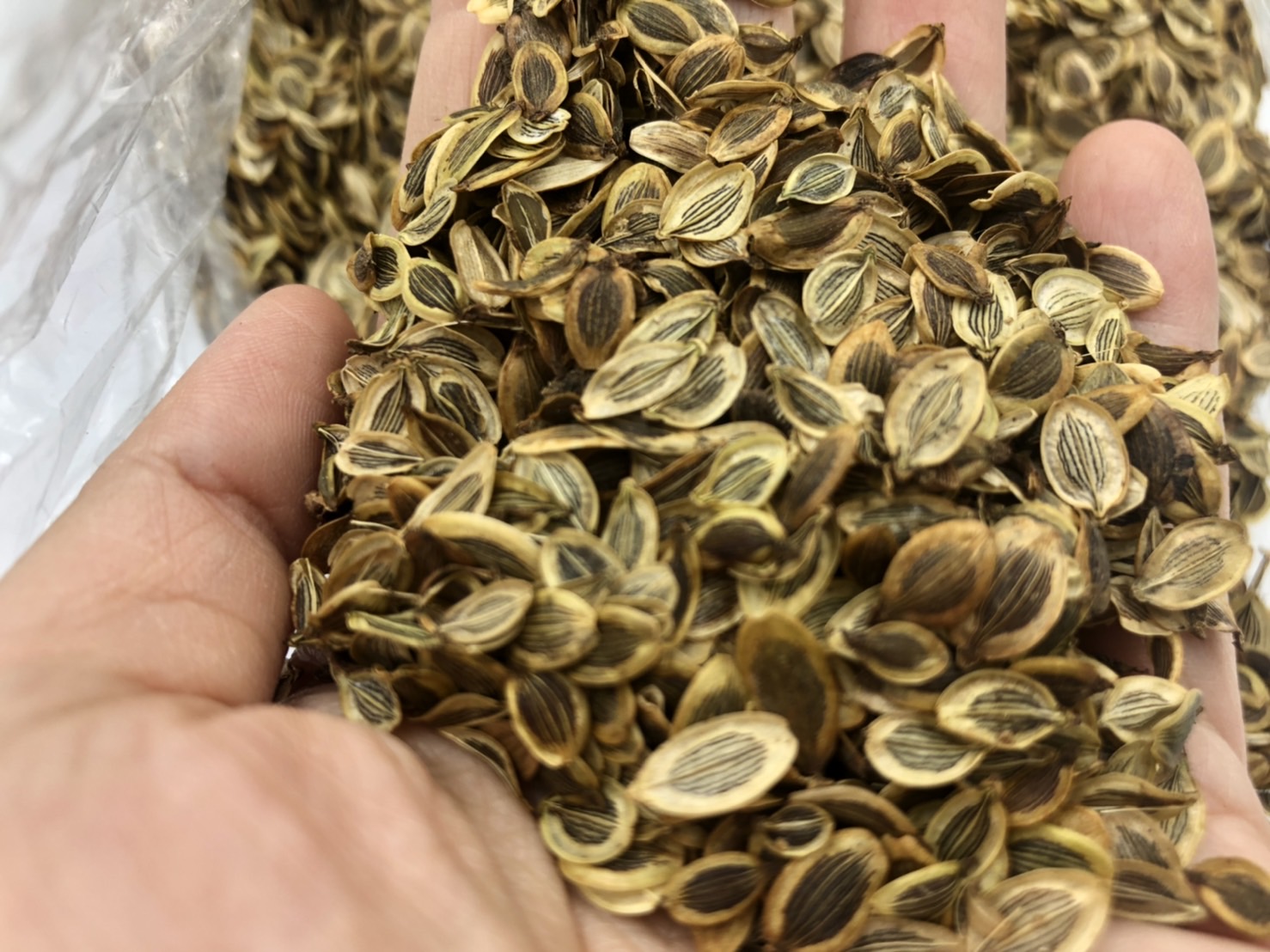 ขายมะแหลบแท้ 🌿 เครื่องเทศหายากภาคเหนือ 500g | เกรด A คุณภาพพรีเมียม ส่งทั่วไทย มะแหลบ เกรด A ขนาด 500 กรัม เทียนตั๊กแตน มะแหลบเครื่องเทศหายาก เครื่องเทศภาคเหนือ เมล็ดใช้เป็นเครื่องเทศแต่งกลิ่นอาหาร ชาวล้านนานำมาเป็นส่วนผสมของน้ำพริกลาบ