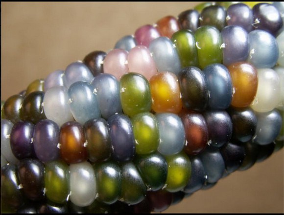 ข้าวโพดอัญมณี - Glass Gem Corn