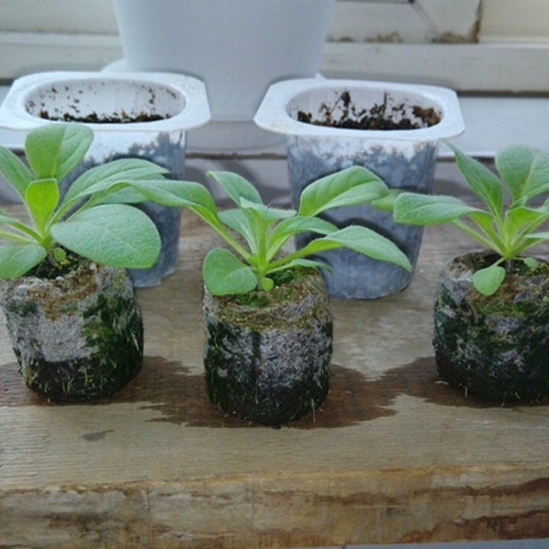 พีทมอสก้อนเพาะเมล็ด - Jiffy Peat Pellet