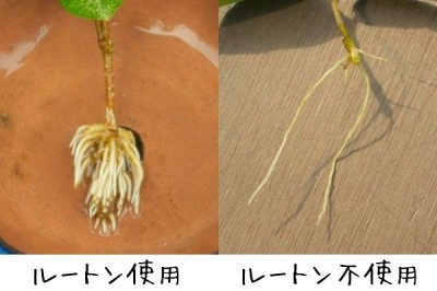 ผงฮอร์โมนเร่งรากญี่ปุ่น - Sumitomo rooting powder 15 กรัม