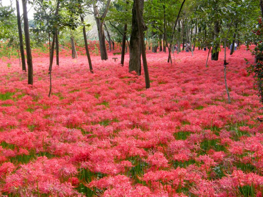 หัวลิลลี่แมงมุมคละสี (ฮิกังบานะ) - Spider Lily (Lycoris Radiata) 4 หัว