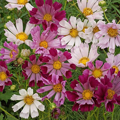 ดาวกระจายซีเชลล์คละสี - Mixed Sea Shells Cosmos