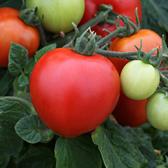 มะเขือเทศเมกะไบต์ F1 - Megabyte F1 Tomato
