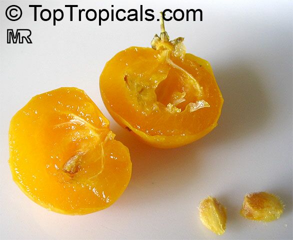 แอปเปิลเคย - Kei apple (Dovyalis caffra)