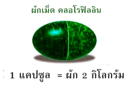 คลอโรฟิลลิน ผักเม็ดสำหรับคนไม่ชอบกินผัก (Chorofyllin Alfalfa Wheatgrass)