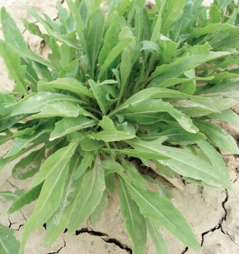 ไวลด์ร็อกเก็ตใบมะกอก - Olive Leaf Wild Rocket (Diplotaxis Tenuifolia)