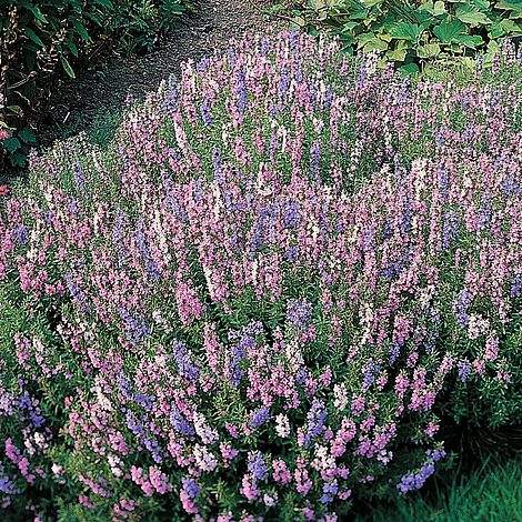 Tricolor Mixed Hyssop - ฮิสซอพสามสี