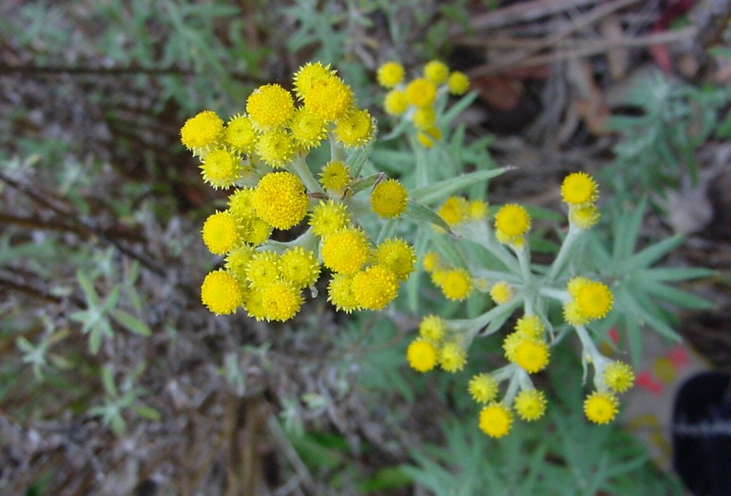 เดซี่ช่อสีเหลือง - Clustered Everlasting Daisy (ทำดอกไม้แห้ง)