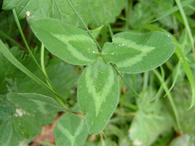 โคลเวอร์คริมสัน - Crimson Clover